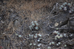 Dudleya virens hassei