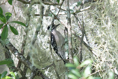 Dryobates pubescens pubescens