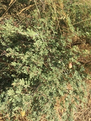 Prosopis farcta