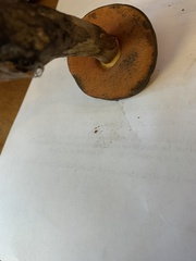 Boletus subluridellus