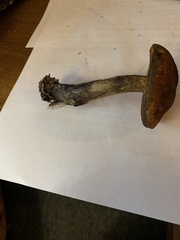 Boletus subluridellus