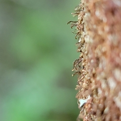 Frullania bolanderi