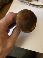 Boletus subluridellus