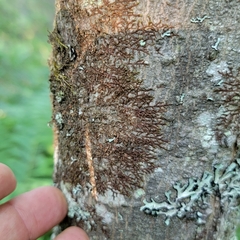 Frullania bolanderi