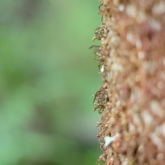 Frullania bolanderi