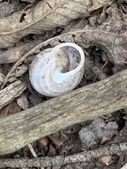 Webbhelix multilineata