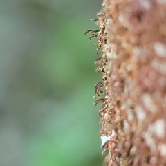 Frullania bolanderi
