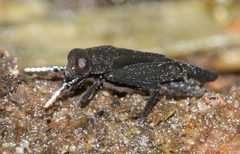 Ripipterygidae