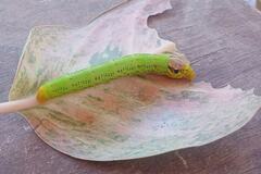 Eupanacra elegantulus