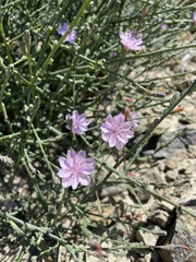 Stephanomeria elata