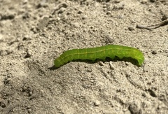 Scoliopteryx libatrix