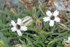 Silene sargentii