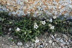 Silene sargentii
