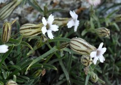 Silene sargentii