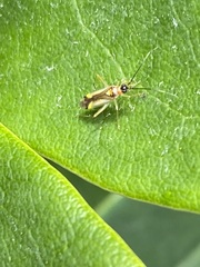 Campyloneura virgula
