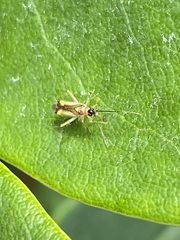 Campyloneura virgula