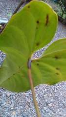 Anthurium andraeanum