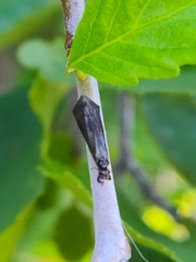 Mystacides sepulchralis