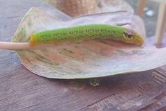 Eupanacra elegantulus