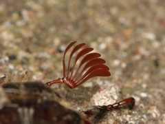 Polyphylla variolosa
