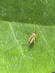 Campyloneura virgula