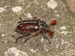 Polyphylla variolosa