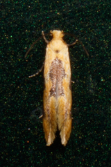 Hybroma servulella