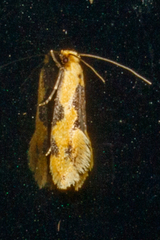Hybroma servulella