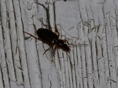 Cymindis limbata