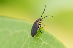 Polemius laticornis