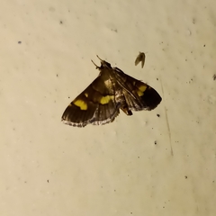 Syngamia falsidicalis