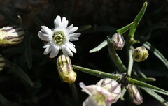 Silene sargentii