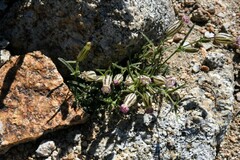 Silene sargentii