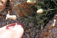 Silene sargentii