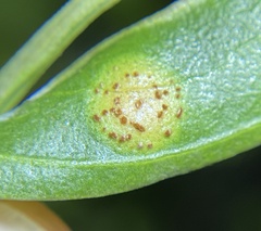 Puccinia baccharidis