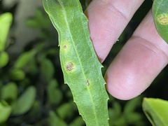 Puccinia baccharidis