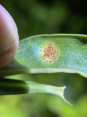 Puccinia baccharidis