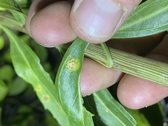 Puccinia baccharidis