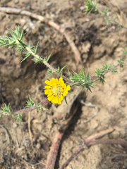 Centromadia parryi australis