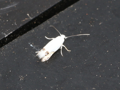 Paraleucoptera albella