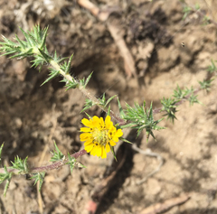 Centromadia parryi australis