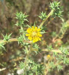 Centromadia parryi australis