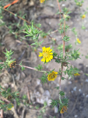 Centromadia parryi australis