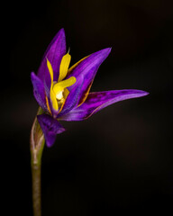 Thelymitra apiculata