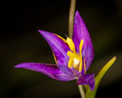 Thelymitra apiculata