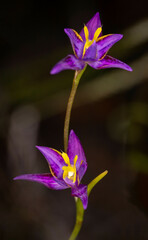 Thelymitra apiculata