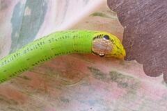 Eupanacra elegantulus