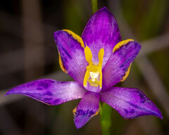 Thelymitra apiculata