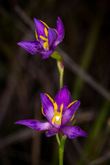 Thelymitra apiculata