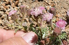 Chaenactis douglasii alpina